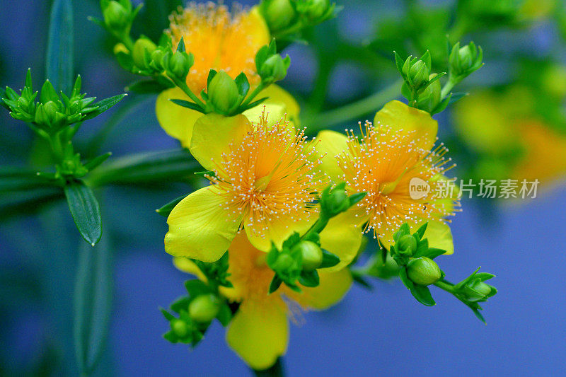 金丝桃/灌木状圣约翰草:明亮的黄色花，雄蕊日爆